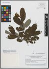 Foto von Salix appendiculata Vill.